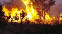 Reserva do Iguaçu - “Praticar queimada é crime”, alerta Conselho Municipal de Meio Ambiente