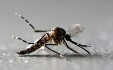 Paraná tem 75 cidades com risco de epidemia de dengue, diz secretaria