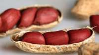 Confira os benefícios do amendoim para saúde
