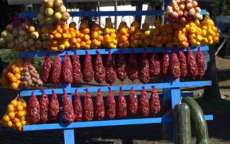 Colheita e venda do pinhão são proibidas até sexta-feira