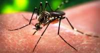 Quedas - 236 casos notificados de dengue no município