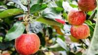 Produtores de maçã encerram colheita da variedade Gala