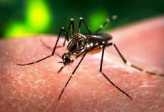 Quedas - Casos de dengue continuam preocupando os quedenses