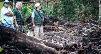 Polícia flagra desmatamento irregular em Matinhos