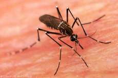 Paran&aacute; tem 29 mil casos e 24 mortes confirmadas por dengue