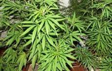Polícia descobre plantação de maconha cultivada por menino de 12 anos