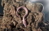 Na Europa, cientistas aguardam nascimento raro de &#039;dragões&#039; em caverna