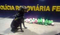 No Paraná com ajuda de cão, PRF prende passageiro com 14 quilos de maconha