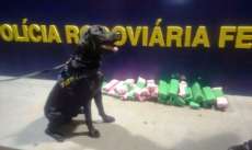 No Paraná com ajuda de cão, PRF prende passageiro com 14 quilos de maconha