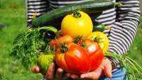 Confira legumes e verduras para cultivar em casa e os benefícios para saúde