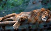 Animais de zoológico passam fome e 50 já morreram