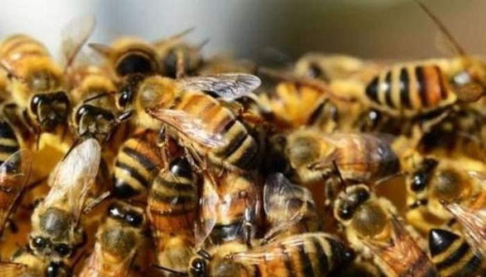 Idoso morre após levar mais de cem picadas de abelhas
