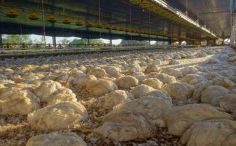 Falta de energia elétrica mata mais de 27 mil frangos