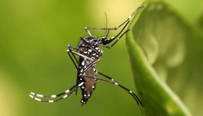 Paraná registra 47 casos de dengue em 21 dias
