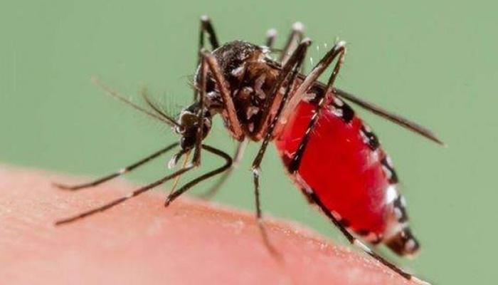 Dengue avança 28% no Paraná em uma semana