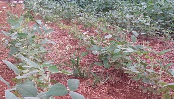 Técnicos avaliam andamento das lavouras de soja na região