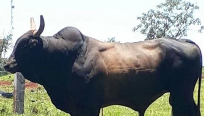 Morre atingido por raio um dos melhores touros de rodeio do Paraná