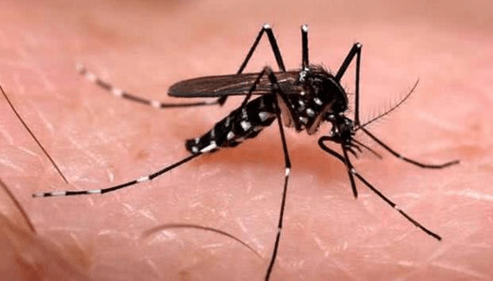 Paraná tem 327 casos de dengue