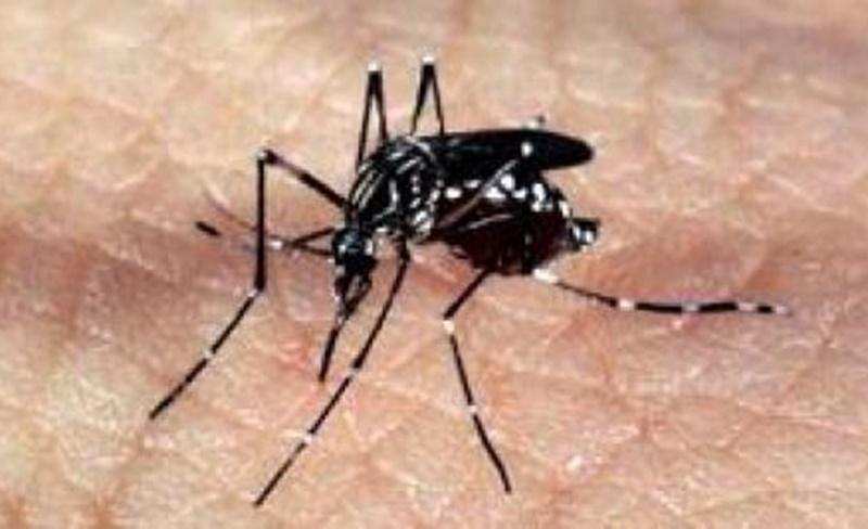 Bactérias do intestino do Aedes aegypti podem ajudar a combater a dengue