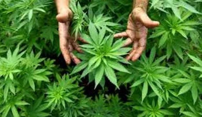 Portugal vai discutir legalização da cannabis para fins medicinais