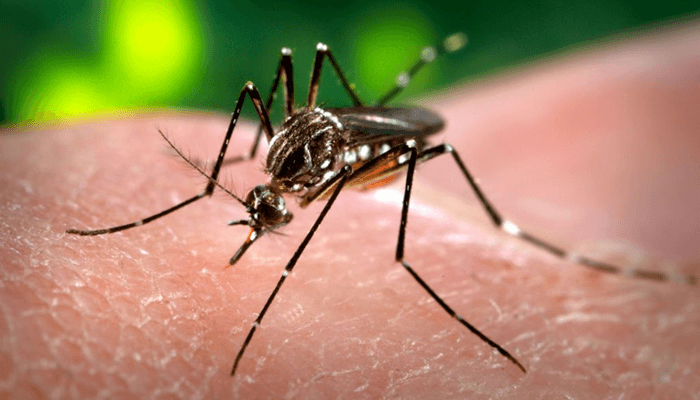 Paraná registra mais de 30 casos de dengue em apenas uma semana