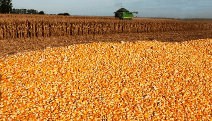 Demanda maior no Centro-Oeste e Paraná sustenta cotação do milho