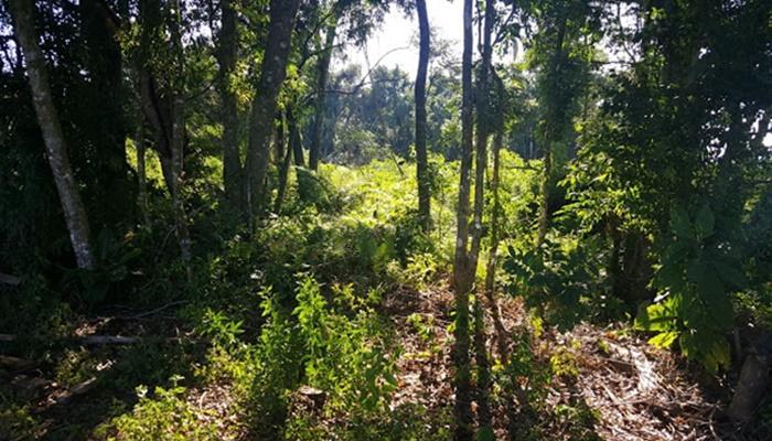 Virmond - Polícia Ambiental localiza desmatamento no interior do município