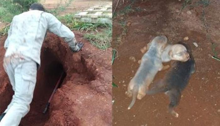 Bombeiros escavam por horas para resgatar filhotes que caíram em buraco