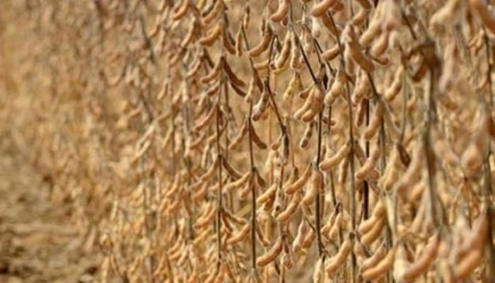 Estimativa de colheita da soja na Argentina baixa, e preço no Brasil sobe