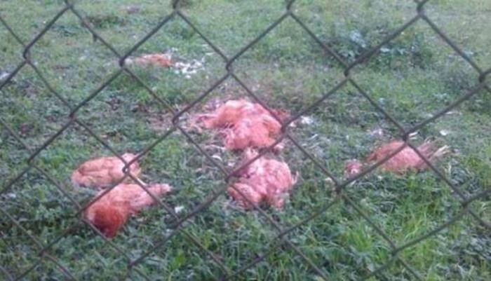 Morte de 33 animais de propriedade rural intriga moradores do Paraná