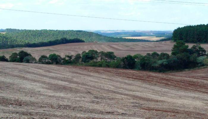 Produtores esperam chuva para iniciar plantio do trigo