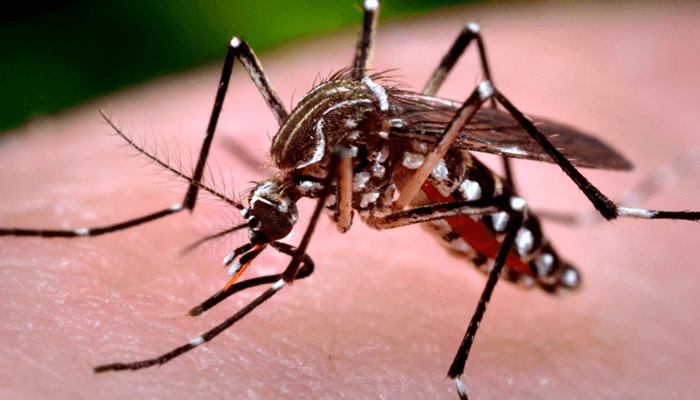 Paraná está há dois anos sem registro de mortes por dengue