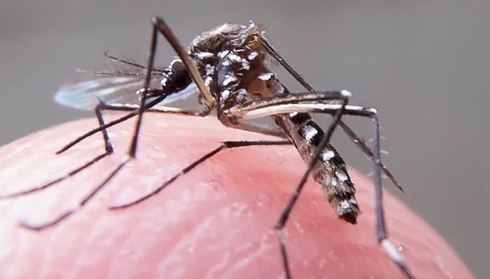 Paraná registra primeiro caso de morte por dengue em 2018