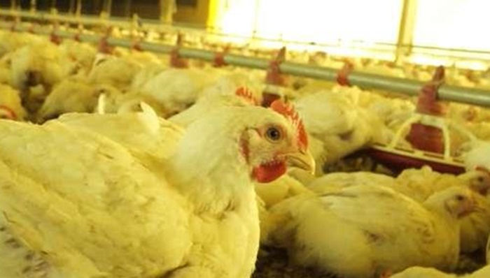 Avicultores já sentem diminuição na produção de frango