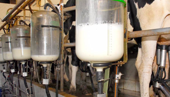 Nova técnica aumenta desempenho de vacas leiteiras