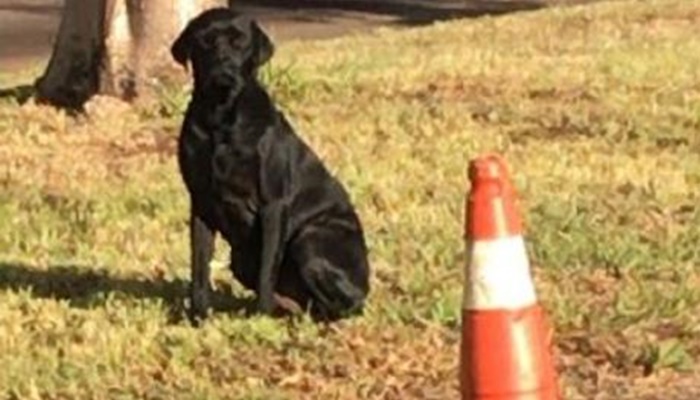Policiais rodoviários adotam cachorro abandonado na estrada