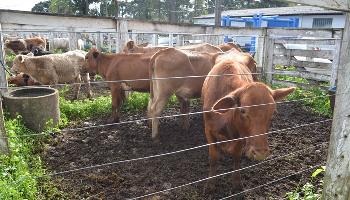 Pinhão - A equipe da Secretaria Municipal de Agricultura comunica alteração de data da Feira de Gado Geral de 2018 por conta da greve