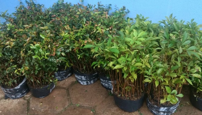 Palmital - Secretaria de Agricultura recebe 5 mil mudas de árvores nativas