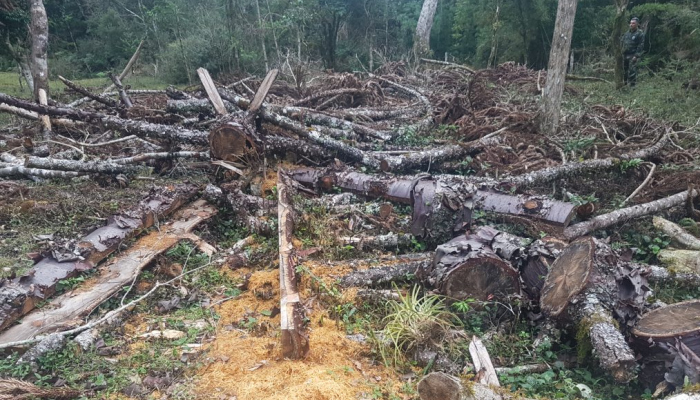 Polícia Ambiental flagra mais crimes na região de Guarapuava.