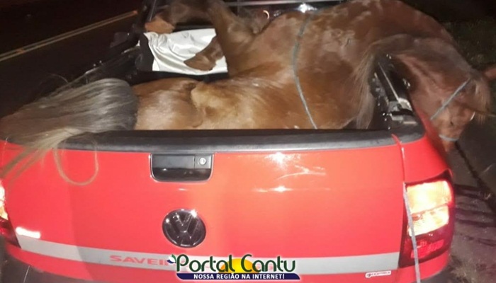 Cantagalo - Cavalo morre em cima de Saveiro após acidente na BR-277