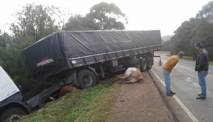 Bois invadem pista e causam acidente com caminhão em Guarapuava