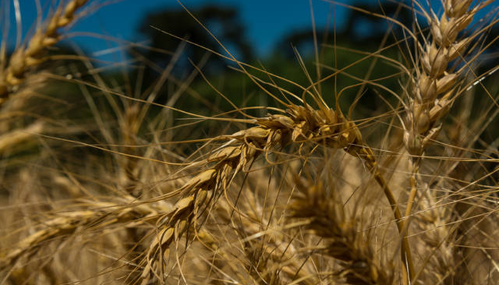 Importação de trigo cresce 30% em julho mesmo com dólar elevado