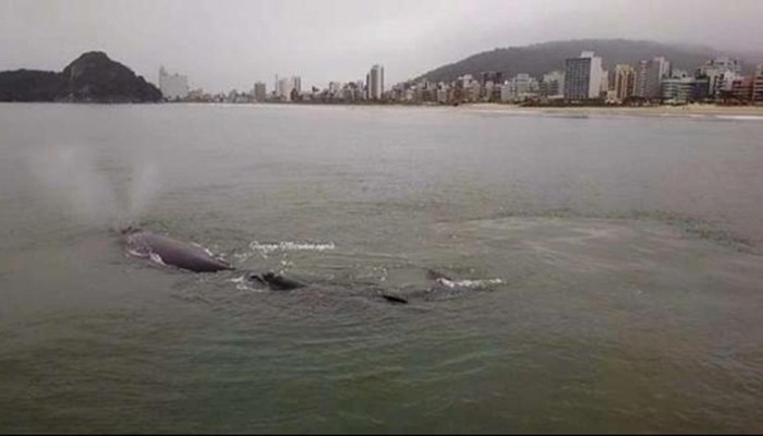 Baleias são flagradas próximas da orla da praia de Matinhos