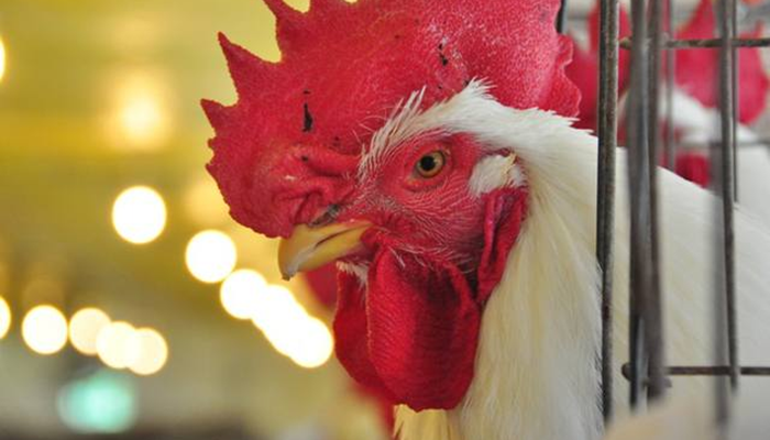 Preço do frango na granja se mantém estável a mais de 40 dias