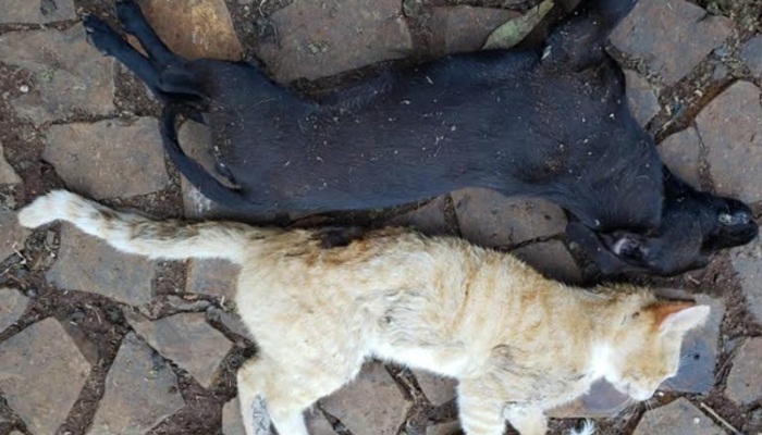 Quedas - Casos de envenenamento de animais revolta moradores