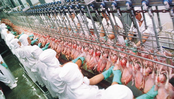 Demanda por carne de frango não reage e preço cai quase 6% em agosto