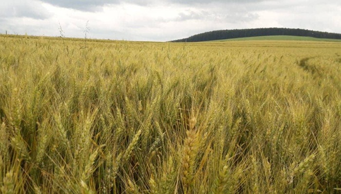 Colheita do trigo inicia em alguns municípios da Cantu