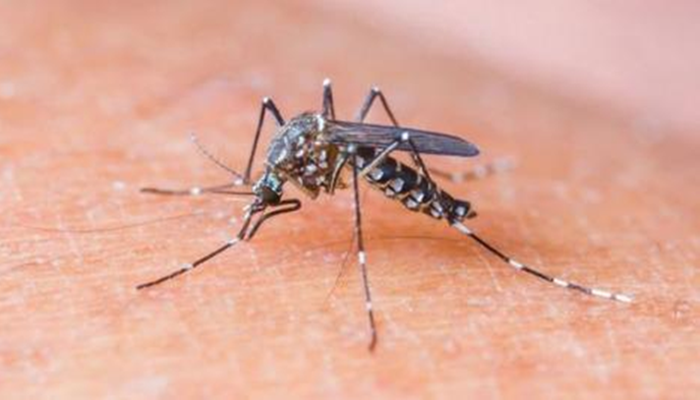 Paraná registrou 42 casos de Dengue em 10 dias, mostra boletim