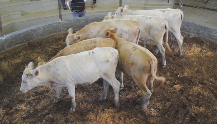 Pinhão - Secretaria de Agricultura realiza Feira de Gado Geral e de Gado Leiteiro