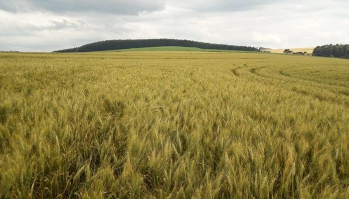 Agricultores contabilizam prejuízos nas lavouras de trigo